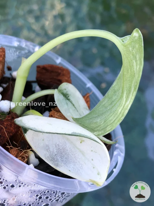 Rare Scindapsus Mariposa