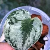 Rare Scindapsus Mariposa