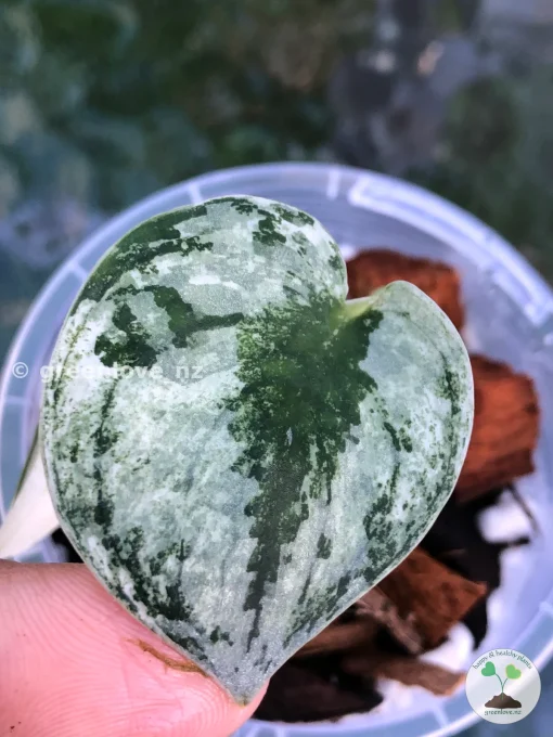 Rare Scindapsus Mariposa