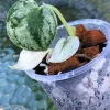 Rare Scindapsus Mariposa