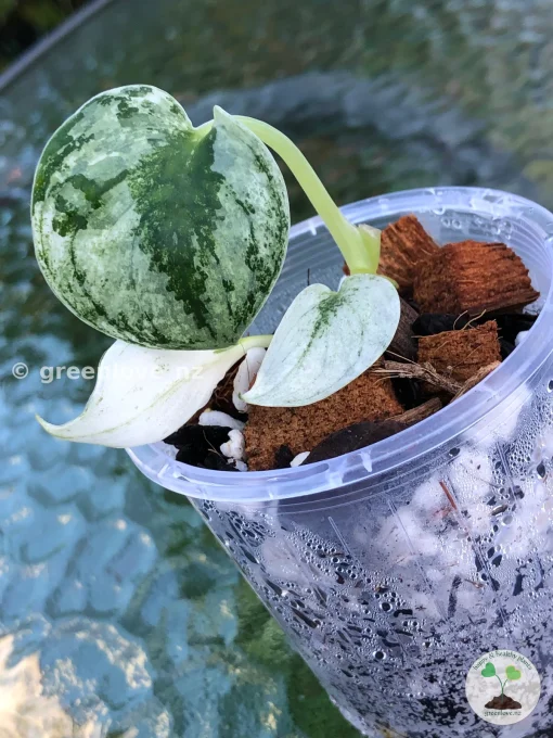 Rare Scindapsus Mariposa