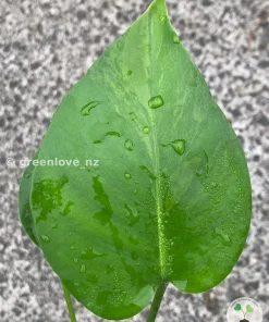 Variegated Monstera Sport