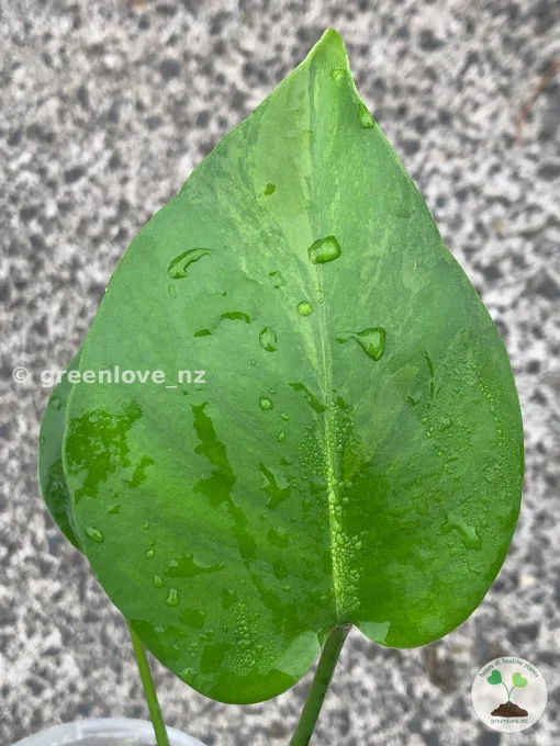 Variegated Monstera Sport