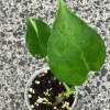 Variegated Monstera Sport