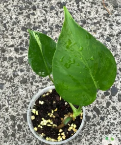 Variegated Monstera Sport