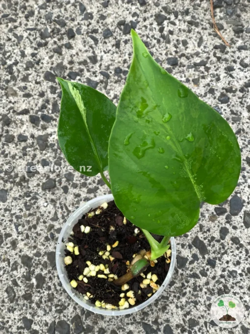 Variegated Monstera Sport