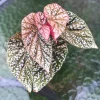 Begonia Snow Capped variegated