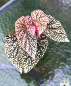 Begonia Snow Capped variegated