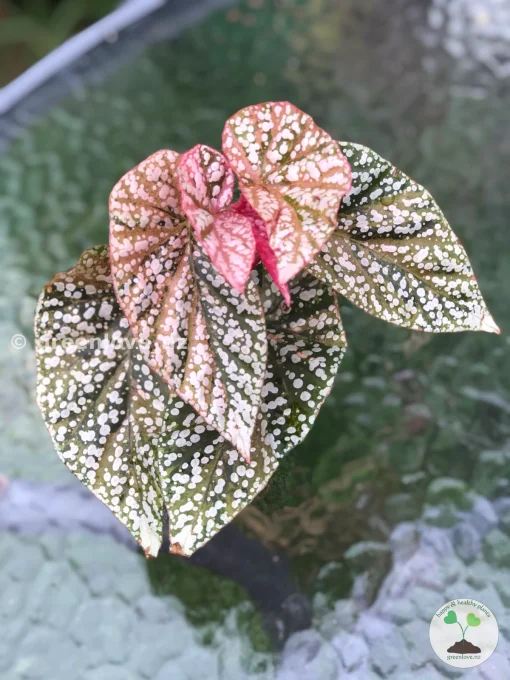 Begonia Snow Capped variegated