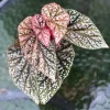 Begonia Snow Capped variegated