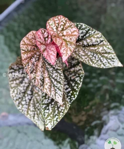 Begonia Snow Capped variegated