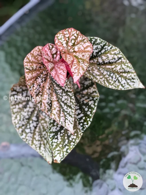 Begonia Snow Capped variegated