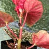 Begonia Snow Capped variegated