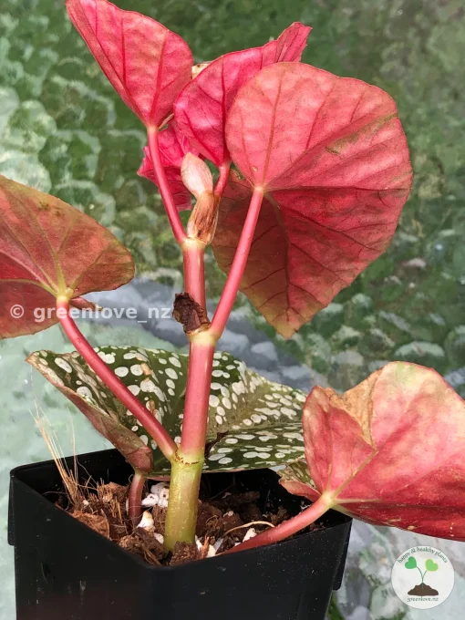 Begonia Snow Capped variegated