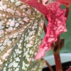 Begonia Snow Capped variegated