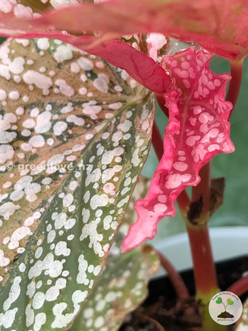 Begonia Snow Capped variegated