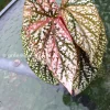Begonia Snow Capped variegated