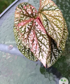 Begonia Snow Capped variegated