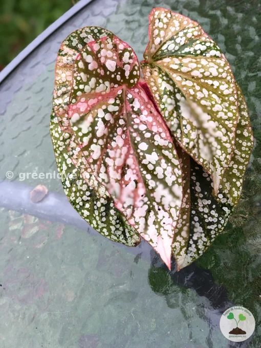 Begonia Snow Capped variegated