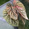 Begonia Snow Capped variegated