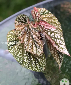 Begonia Snow Capped variegated
