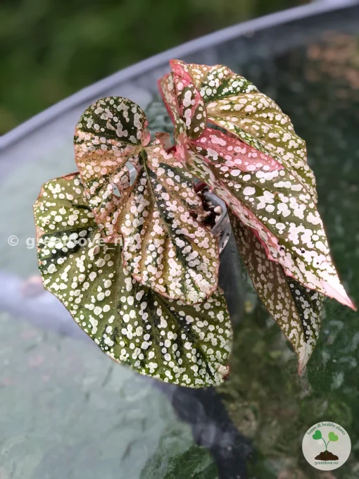 Begonia Snow Capped variegated