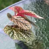 Begonia Snow Capped variegated