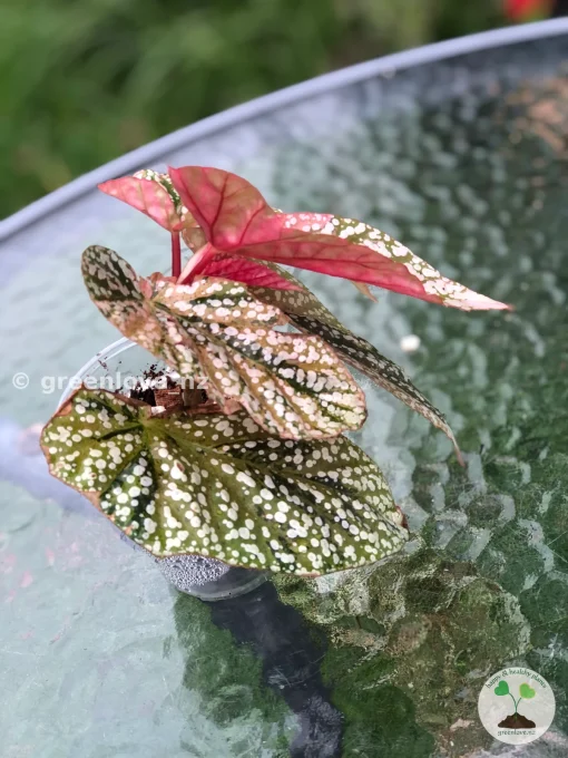 Begonia Snow Capped variegated
