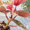 Begonia Snow Capped variegated