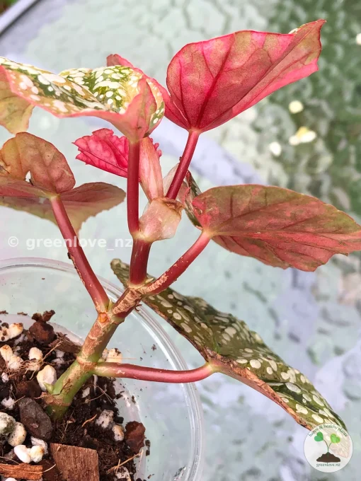 Begonia Snow Capped variegated