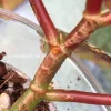 Begonia Snow Capped variegated