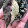 Variegated Alocasia Azlanii Albo Pink
