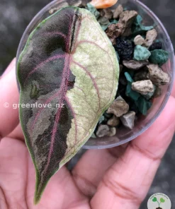 Variegated Alocasia Azlanii Albo Pink