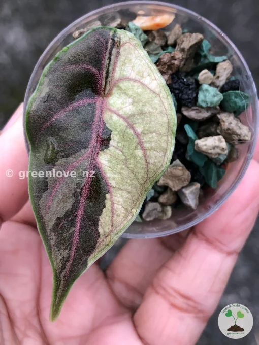 Variegated Alocasia Azlanii Albo Pink