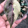 Alocasia Azlanii Pink Variegated
