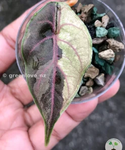 Alocasia Azlanii Pink Variegated