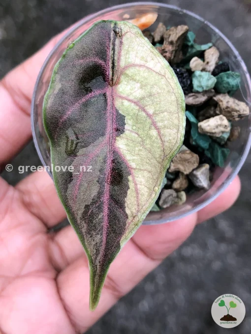 Alocasia Azlanii Pink Variegated