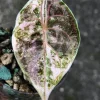 Alocasia Azlanii Pink Variegated