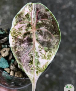 Alocasia Azlanii Pink Variegated