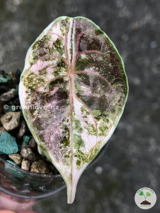 Alocasia Azlanii Pink Variegated