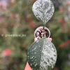 Hoya Obovata Silver Splash
