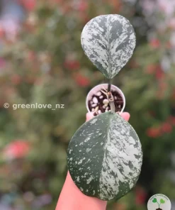 Hoya Obovata Silver Splash