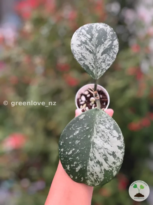 Hoya Obovata Silver Splash