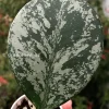 Hoya Obovata Silver Splash