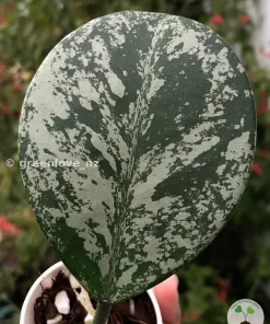 Hoya Obovata Silver Splash