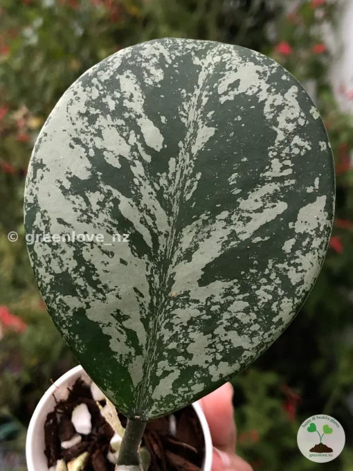 Hoya Obovata Silver Splash