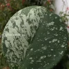 Hoya Obovata Silver Splash