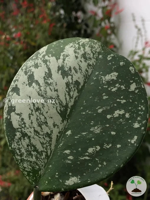 Hoya Obovata Silver Splash