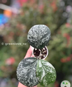 Hoya Obovata Silver Splash
