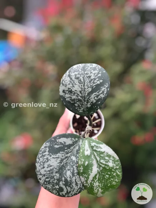 Hoya Obovata Silver Splash
